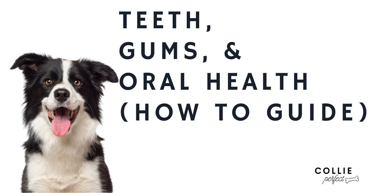 how many teeth does a border collie have