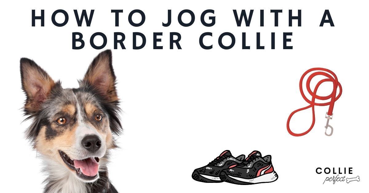 how do you train a border collie to walk off leash