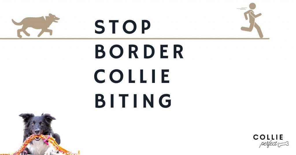 STOP Border Collie Puppy Biting (Full & Complete Guide) | Collie Perfect