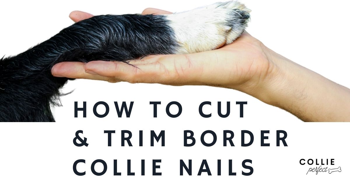 should border collies be clipped